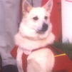 Daisy collecting for Hearing dogs